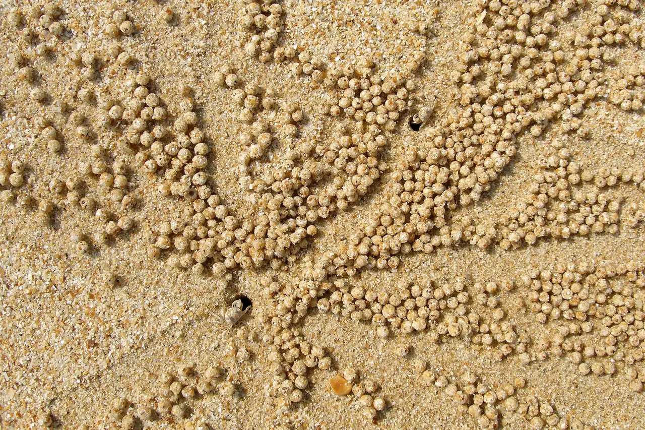 Sand balls made by sand bubbler crabs on a Koh Yao Noi beach