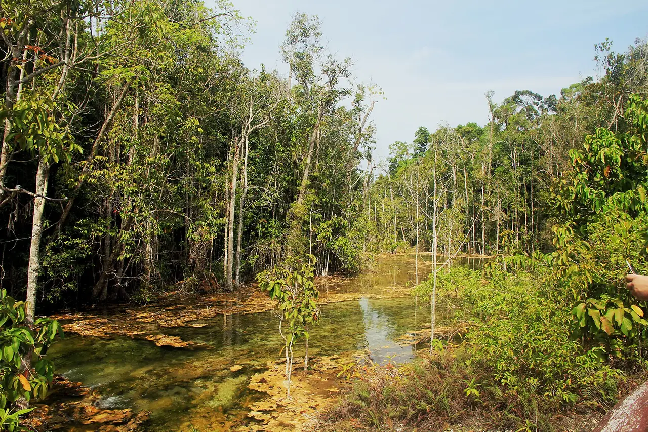 ลำธารตื้นและป่าริมทางเดินในพื้นที่สระมรกต ภาพถ่ายจาก Wikimedia Commons (ปี 2561)