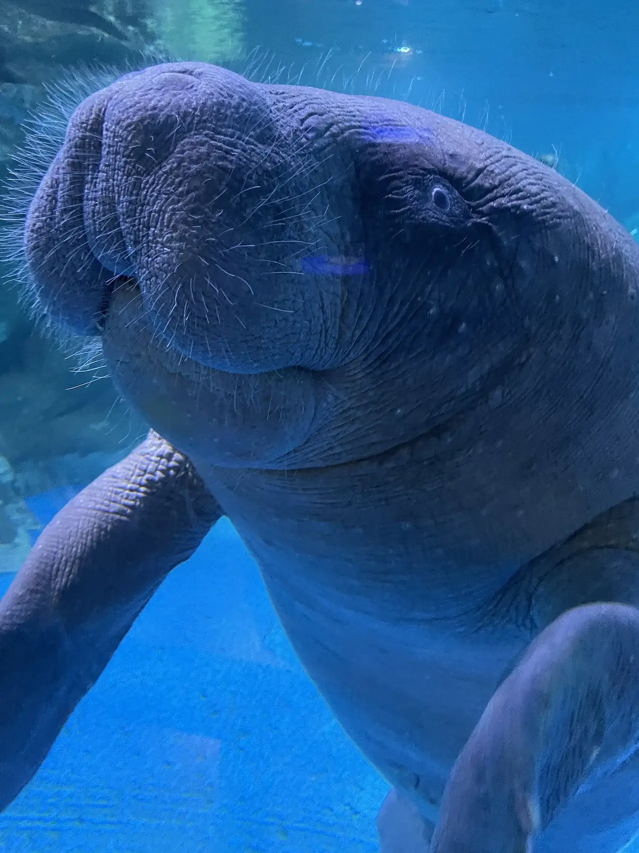 พะยูนแอฟริกา (African manatee) ในอควาเรียม COEX บทความของ Visit Seoul ระบุว่าที่นี่มีพะยูนให้ชม ปีที่ถ่ายไม่ระบุ ภาพจาก Wikimedia Commons ผู้ถ่าย Gameraquai สัญญา CC0
