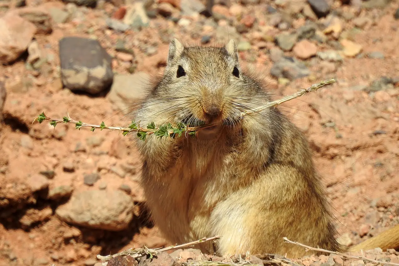 หนูทะเลทรายตัวใหญ่ (great gerbil) ใน Valley of Castles ภาพจาก Wikimedia Commons ผู้ถ่าย Avustfel สัญญา CC BY-SA 4.0