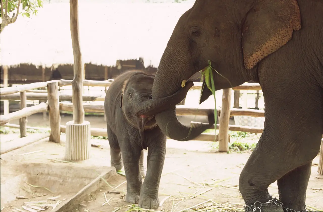 ลูกช้างยืนข้างแม่ช้างที่คอกในศูนย์ ตามคำอธิบายภาพบน Commons คือแม่ช้างกับลูกที่ศูนย์อนุรักษ์ช้างลำปาง ภาพของ Dpservis จาก Wikimedia Commons ใบอนุญาต CC BY-SA 3.0 ถ่ายหลายปีก่อน