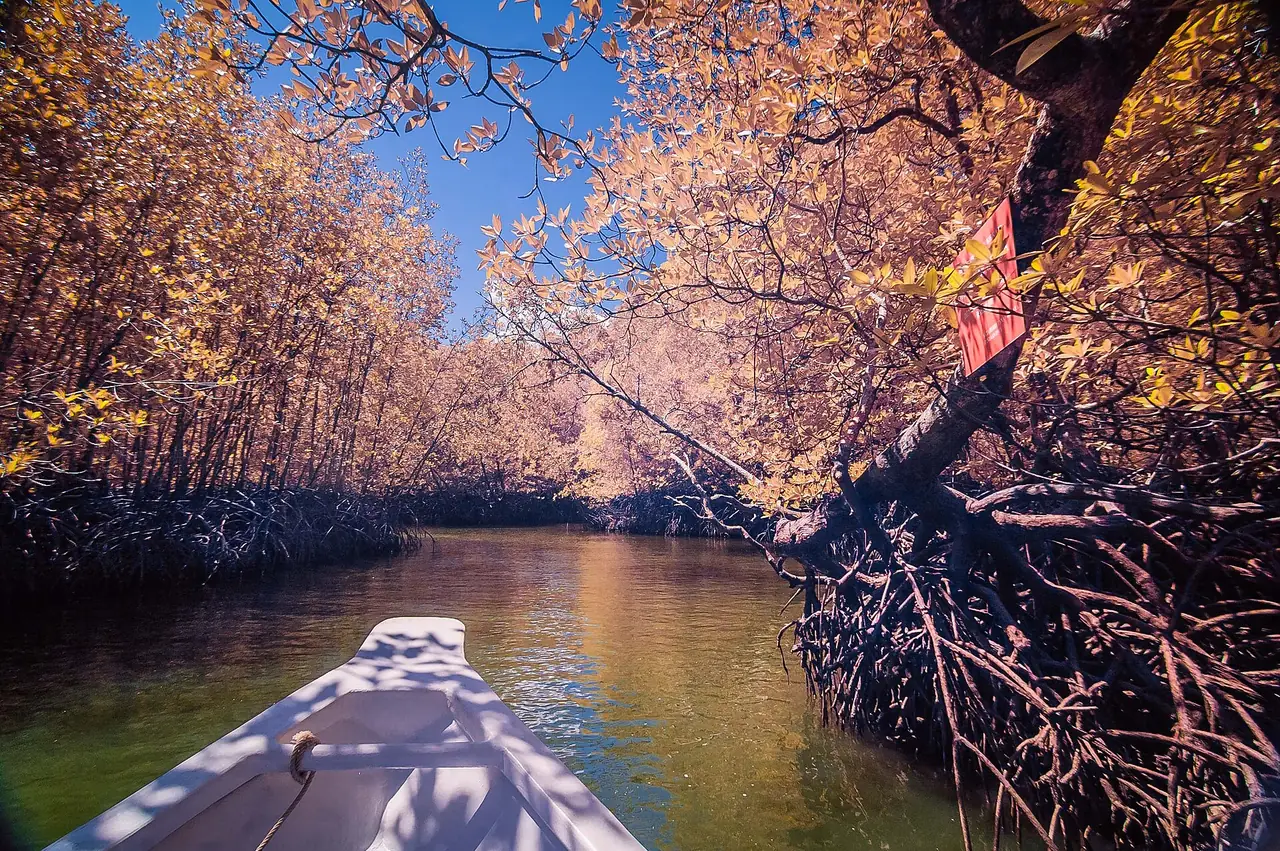 ลำคลองป่าโกงกางในอุทยานคิลิม ลังกาวี มองจากหัวเรือ