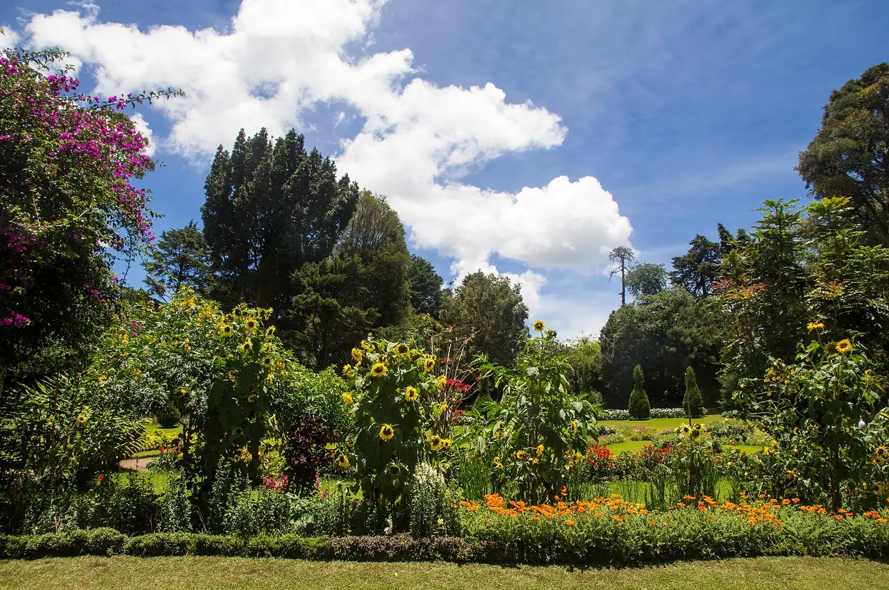 สวนดอกไม้และต้นไม้ใน Victoria Park นูวาระเอลิยะ มีทานตะวันและดอกส้ม ภาพจาก Wikimedia Commons ผู้ถ่าย Alexey Komarov สัญญา CC BY 3.0