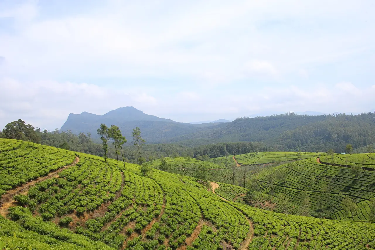 ภาพศรีลังกา: นูวาระเอลิยะ 2569: ไร่ชา Horton Plains Gregory Lake ค่าเข้า