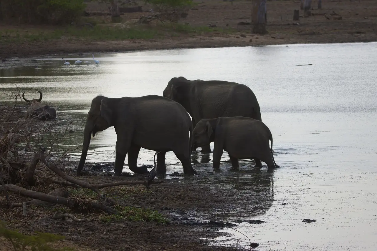 ช้างตัวเต็มวัยกับลูกช้างริมแอ่งน้ำในอุทยานแห่งชาติยาลา ภาพจาก Wikimedia Commons ผู้ถ่าย C.J.Hatton สัญญา CC BY-SA 4.0