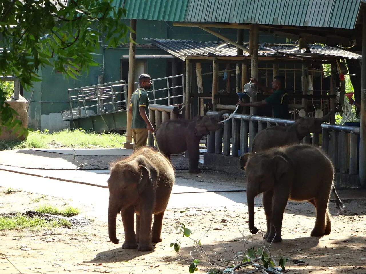 ลูกช้างและผู้ดูแลที่ศูนย์ Udawalawe Elephant Transit Home ภาพจาก Wikimedia Commons ผู้ถ่าย Z thomas สัญญา CC BY-SA 4.0