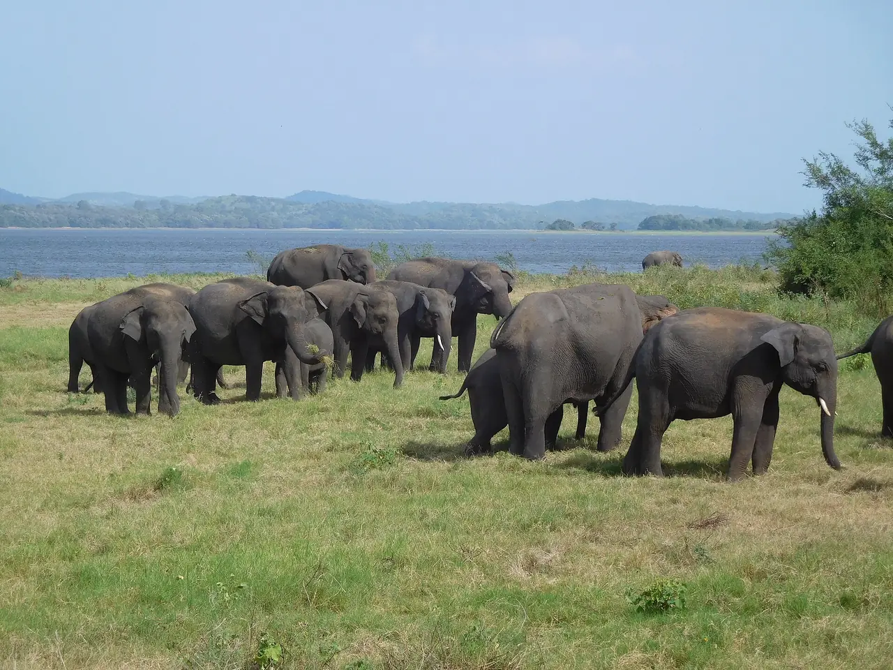 ช้างรวมฝูงบนทุ่งหญ้าริมอ่างเก็บน้ำมินเนริยา ภาพจาก Wikimedia Commons ผู้ถ่าย Walter Gehr สัญญา CC BY-SA 4.0