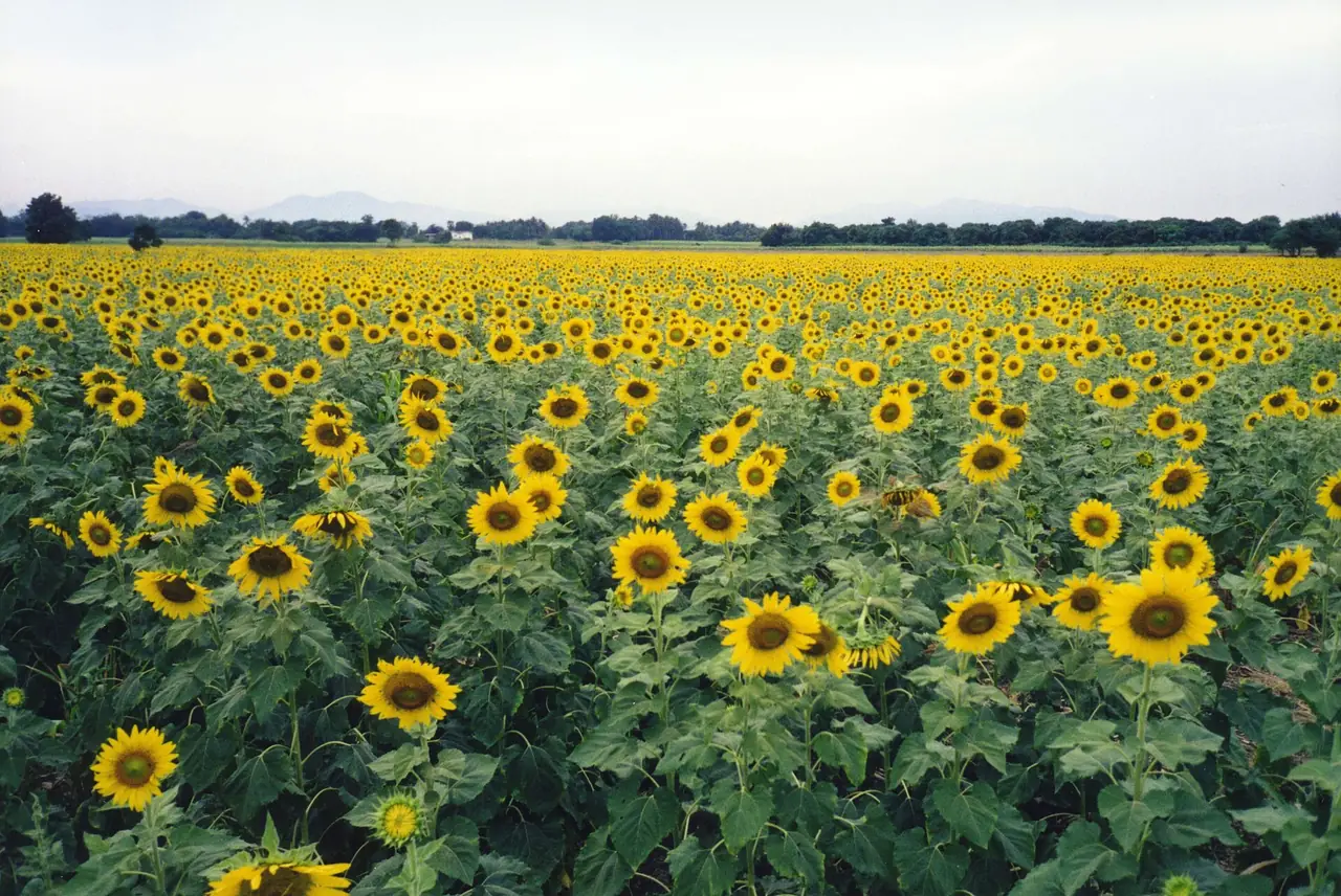 Sunflower fields in Phatthana Nikhom district, Lopburi province