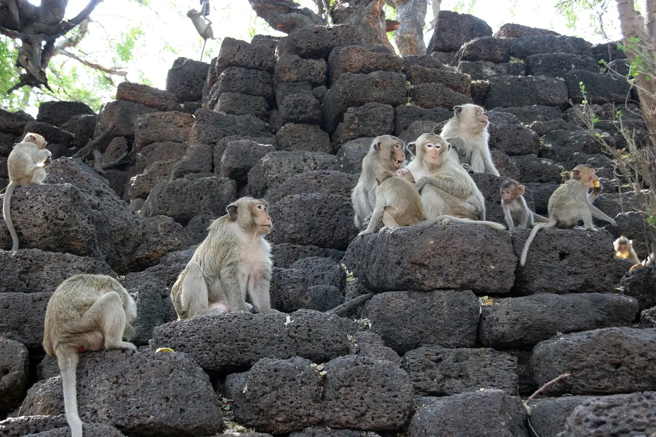 Crab-eating macaques sitting on laterite blocks of the ruined prang beside San Phra Kan