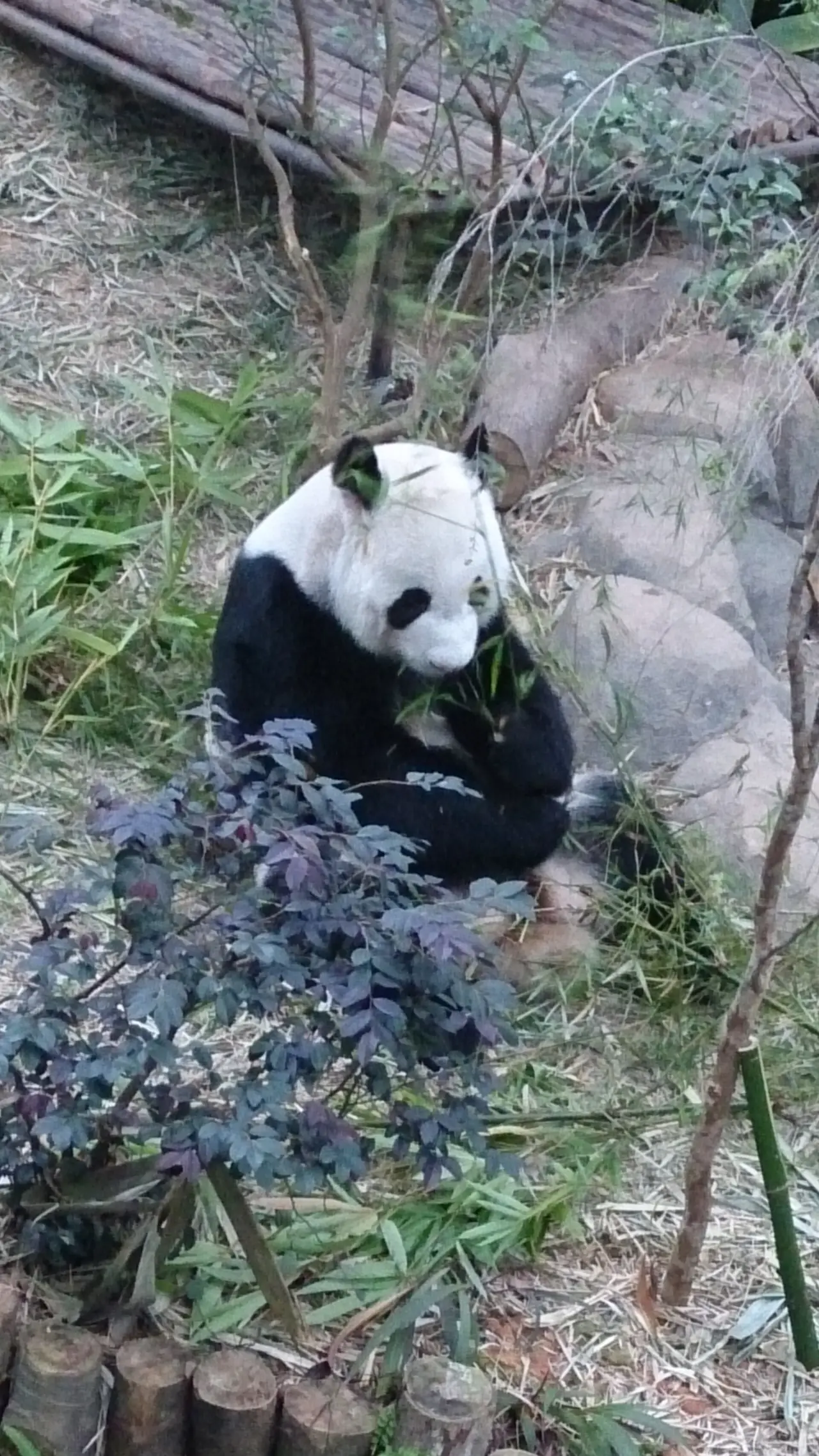 แพนด้ายักษ์กินไผ่ ที่สวนสัตว์น้ำจืดมันได ภาพจากช่วงยังเรียกว่า River Safari