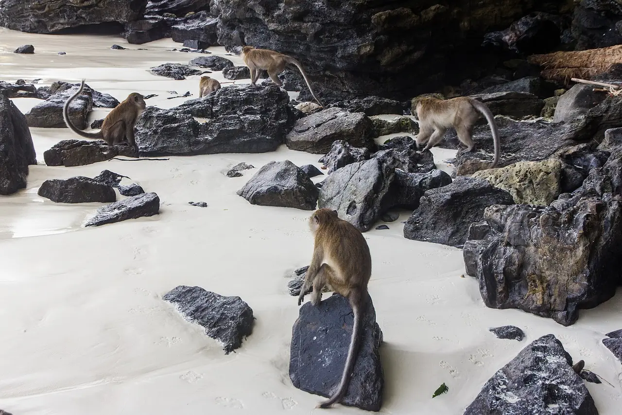 Long-tailed macaques on the sand at Monkey Beach, Phi Phi Don; keep food out of sight and do not feed them.