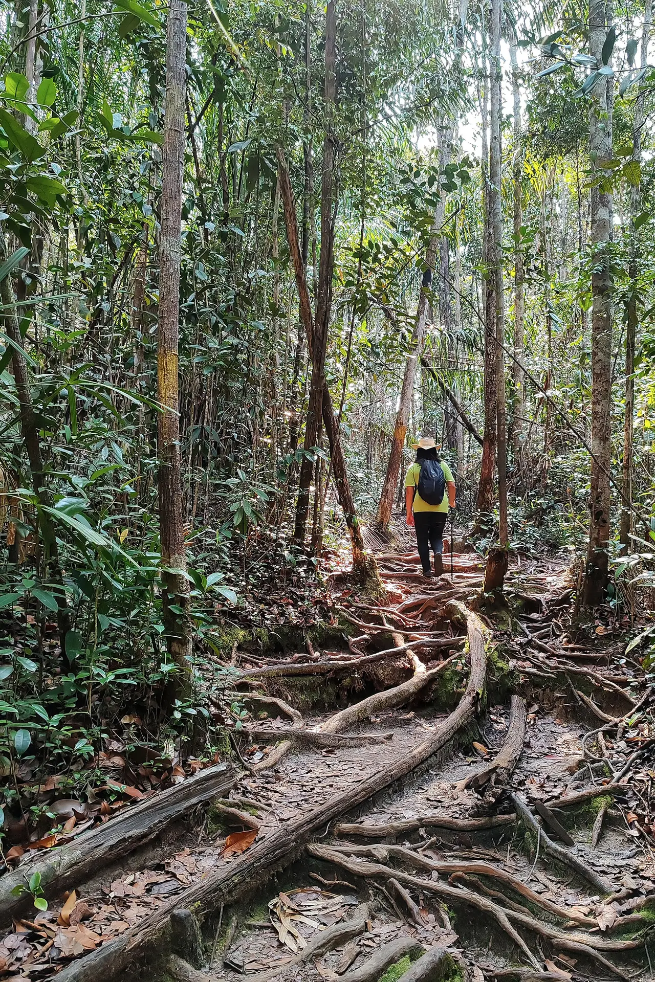 ทางเดินป่าในอุทยานบาโก ภาพของ Borneo mobilegrapher จากคอมมอนส์