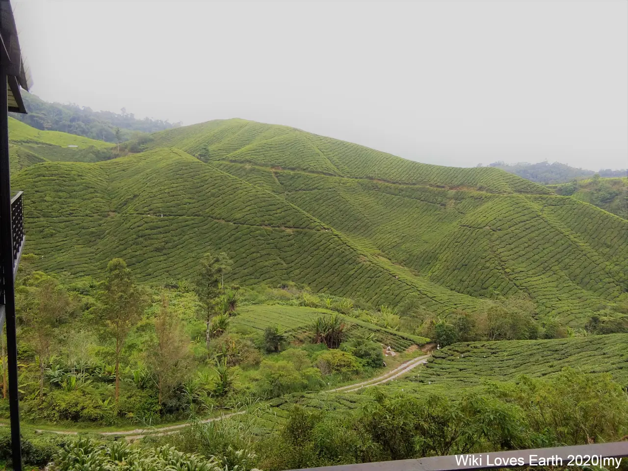 ทิวทัศน์ไร่ชาจากศูนย์ชา Sungei Palas ภาพจากคอมมอนส์