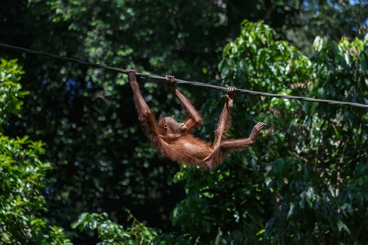 อุรังอุตังเดินไปสถานีให้อาหารที่เซปิล็อก ภาพของ CEphoto Uwe Aranas จากคอมมอนส์ ไม่ใช่ภาพการันตีว่าจะเห็นในทุกรอบ