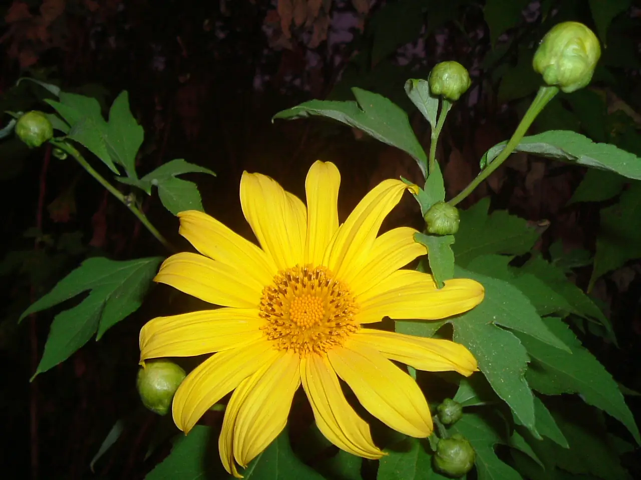 ดอกบัวตองสีเหลืองเดี่ยวและตูมสีเขียว บนต้นในที่มืด ภาพถ่ายจาก Wikimedia Commons
