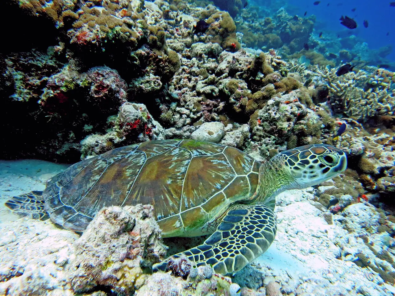 เต่าทะเลเขียวบนแนวปะการังในมัลดีฟส์ ภาพจาก Wikimedia Commons ผู้ถ่าย Ahmed Abdul Rahman เพื่อ MDC Seamarc Maldives สัญญา CC BY-SA 4.0