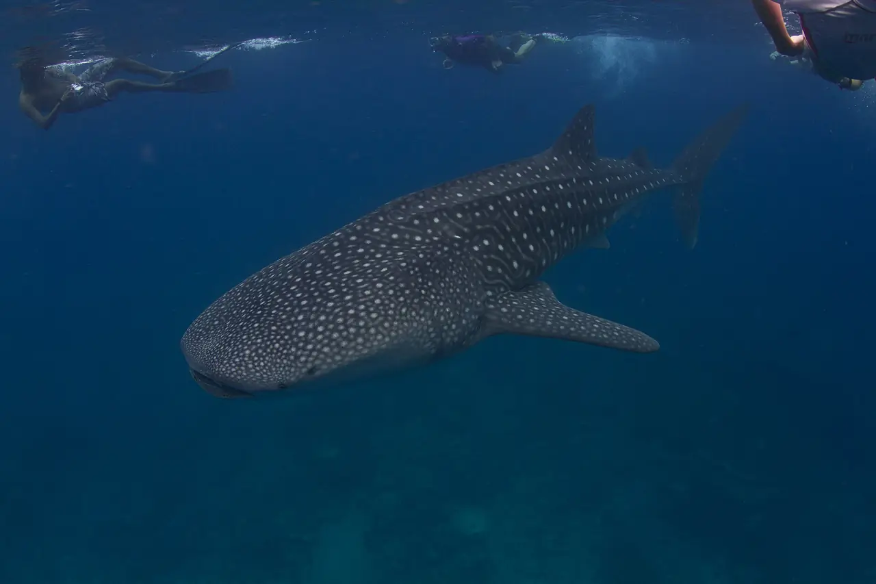 ฉลามวาฬและนักดำน้ำตื้นที่ว่ายอยู่ด้านบน ภาพจาก Wikimedia Commons ผู้ถ่าย Tchami สัญญา CC BY-SA 2.0 ภาพเก่า ไม่ทราบปีที่ถ่าย