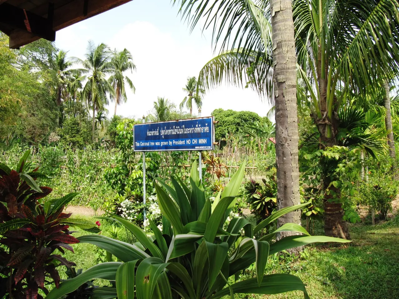 ต้นมะพร้าวและป้ายในสวนของอนุสรณ์ โฮจิมินห์ ที่นครพนม ภาพของ BacLuong จาก Wikimedia Commons ตามชื่อไฟล์เป็นมะพร้าวที่ท่านปลูก ยังไม่ยืนยันกับผู้ดูแลสถานที่