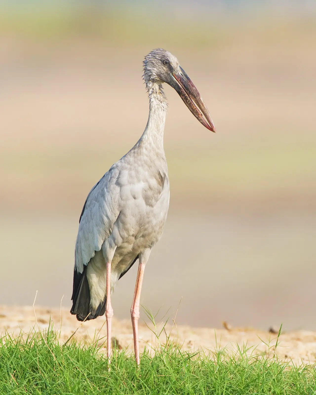 An Asian openbill at Bueng Boraphet