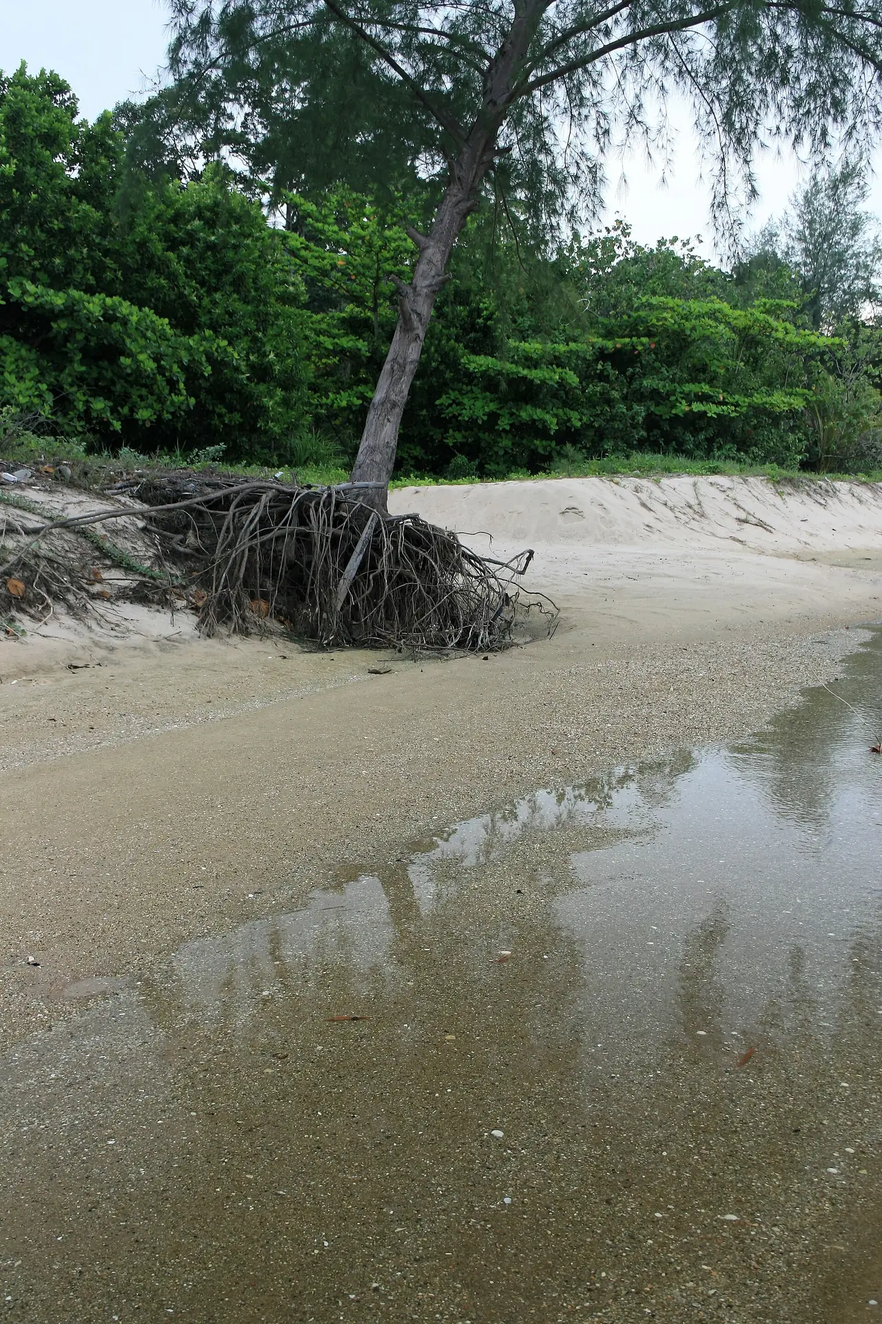 หาดทรายหลังน้ำลง มีรากไม้ใหญ่และต้นไม้ริมหาด ที่หาดในเพลา ภาพของ Ahoerstemeier จาก Wikimedia Commons ถ่ายหลายปีก่อน