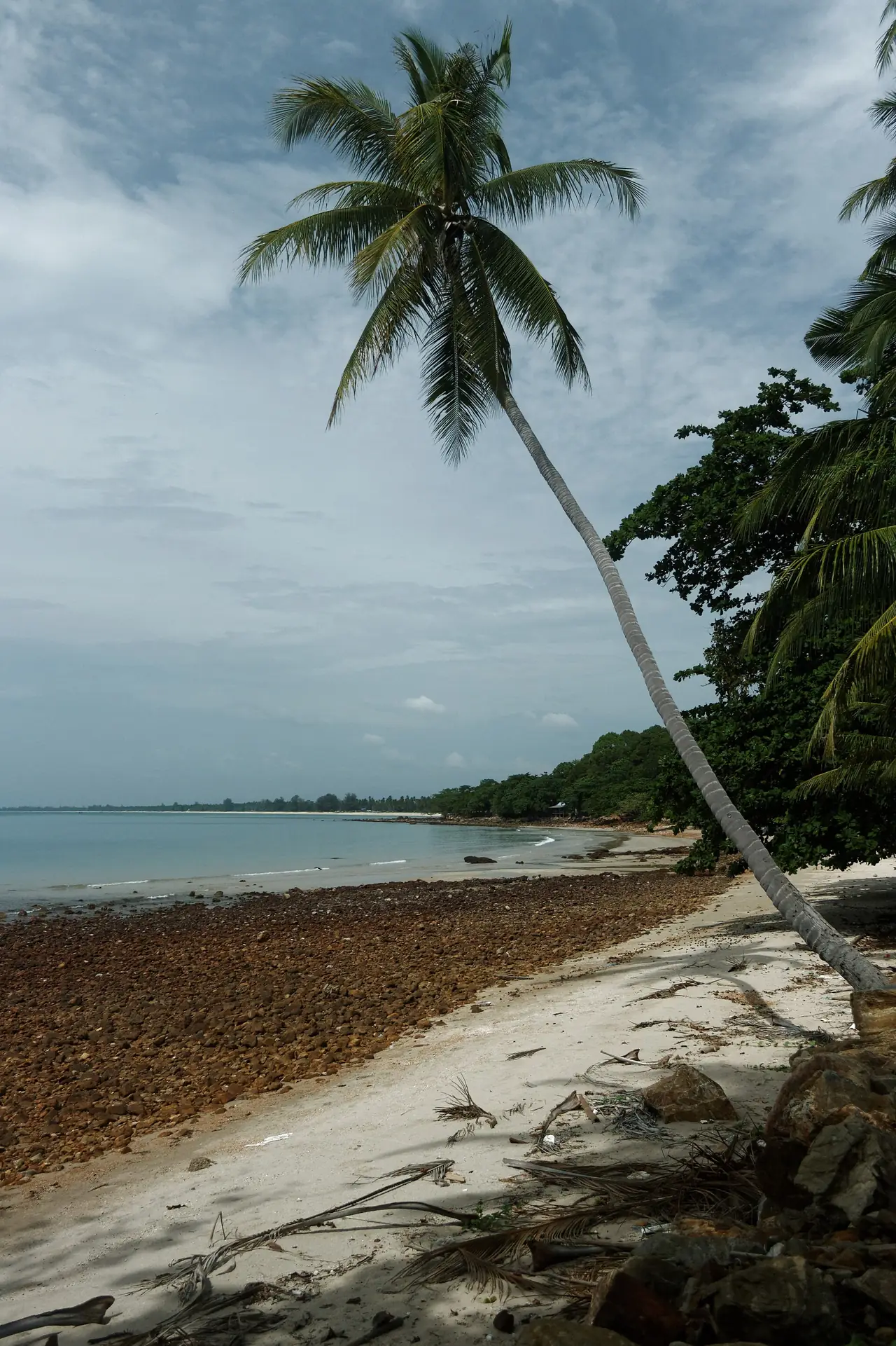 หาดหินกรวดและต้นมะพร้าวเอียงที่อ่าวหินงาม สิชล ภาพของ Ahoerstemeier จาก Wikimedia Commons ถ่ายหลายปีก่อน