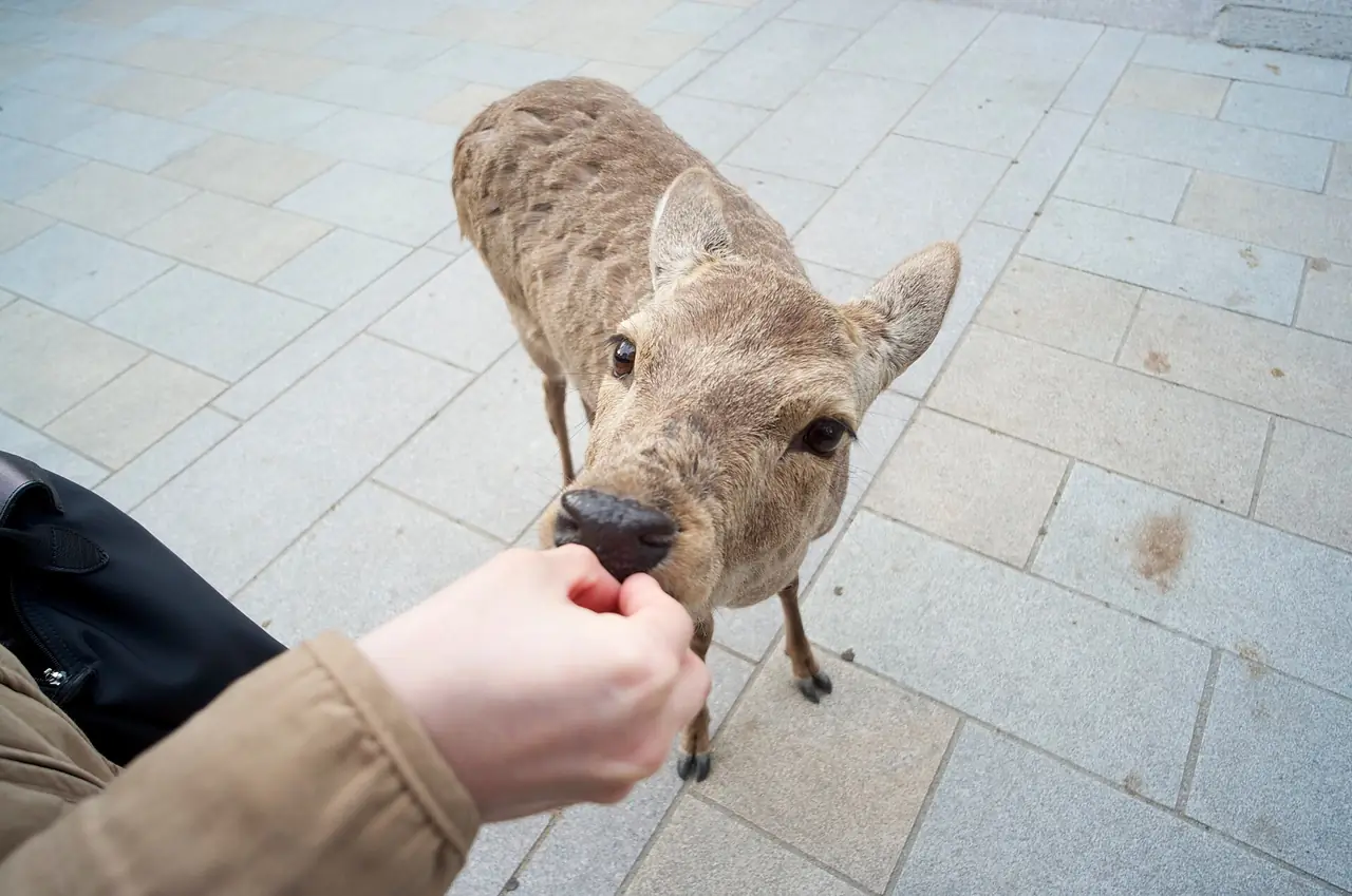 กวางกินขนมจากมือนักท่องเที่ยว ภาพจากผู้ถ่ายบน Wikimedia Commons