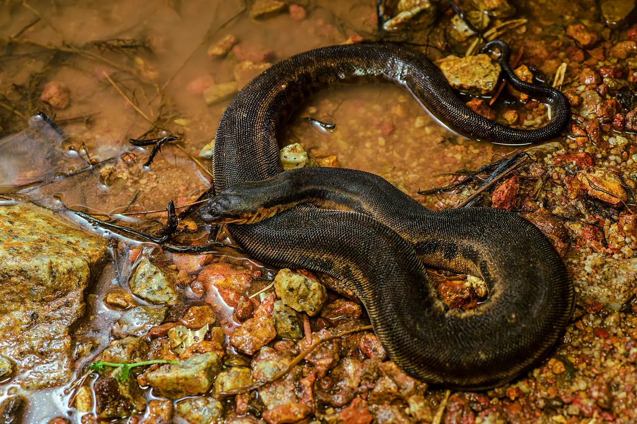 งูชนิด Acrochordus javanicus ที่ป่าพรุสิรินธร ภาพของ Rushenb จาก Wikimedia Commons ใบอนุญาต CC BY-SA 4.0 คำบรรยายบน Commons ว่าเป็นสัตว์ที่ป่าพรุสิรินธร ไม่ระบุปีที่ถ่าย
