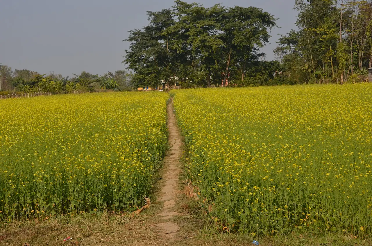 ทุ่งดอกเรพสีเหลืองและทางเดินในชนบทแถวซาวราฮา ภาพจาก Wikimedia Commons ผู้ถ่าย Pratap Baniya สัญญา CC BY-SA 4.0 เป็นภาพบรรยากาศชนบท ไม่ใช่ในเขตอุทยาน