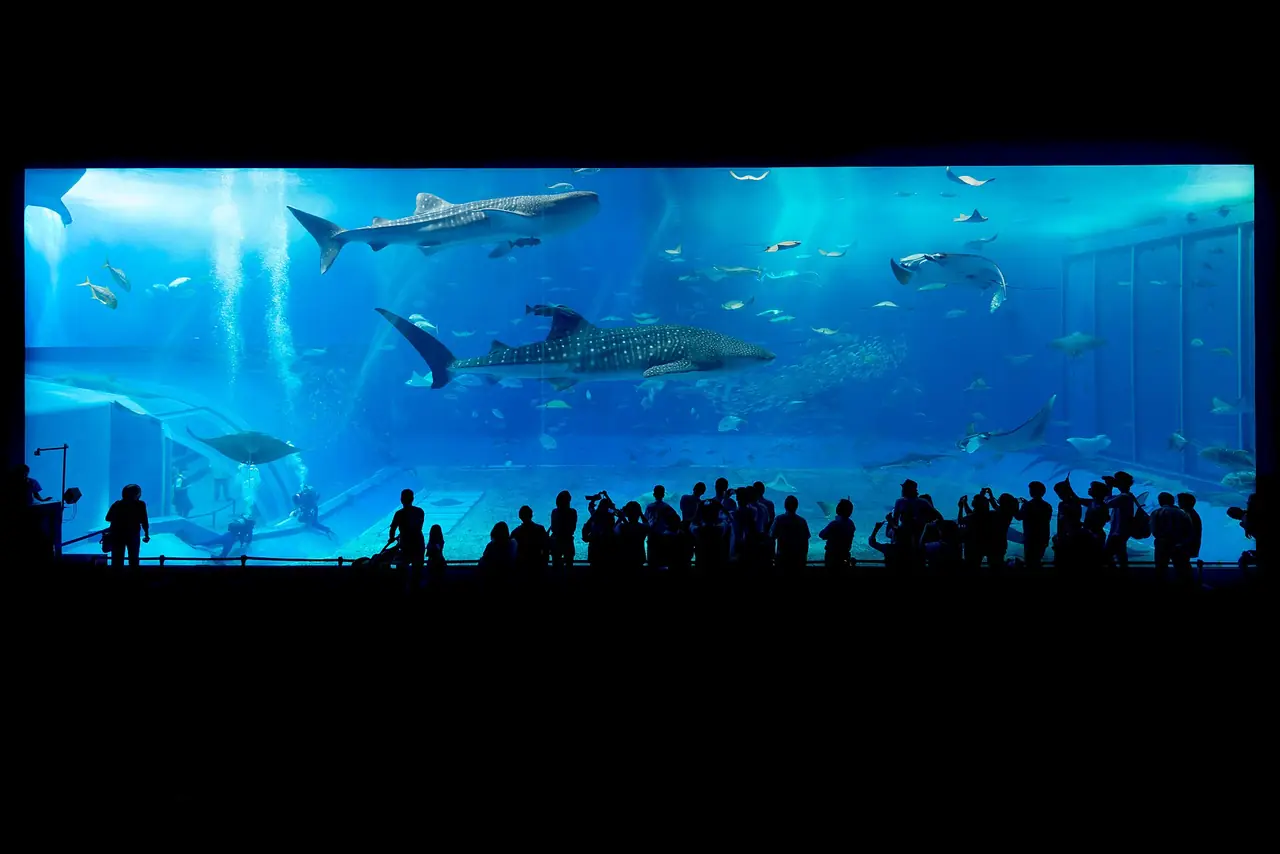 ตู้หลักคุโรชิโอ (Kuroshio Sea) ที่ผู้เขียนภาพระบุว่าเป็นตู้หลักของอควาเรียมชุราอุมิ