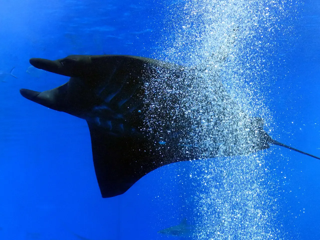 ปลากระเบนราหูในตู้ ภาพที่ผู้เขียนระบุว่าถ่ายที่อควาเรียมชุราอุมิ