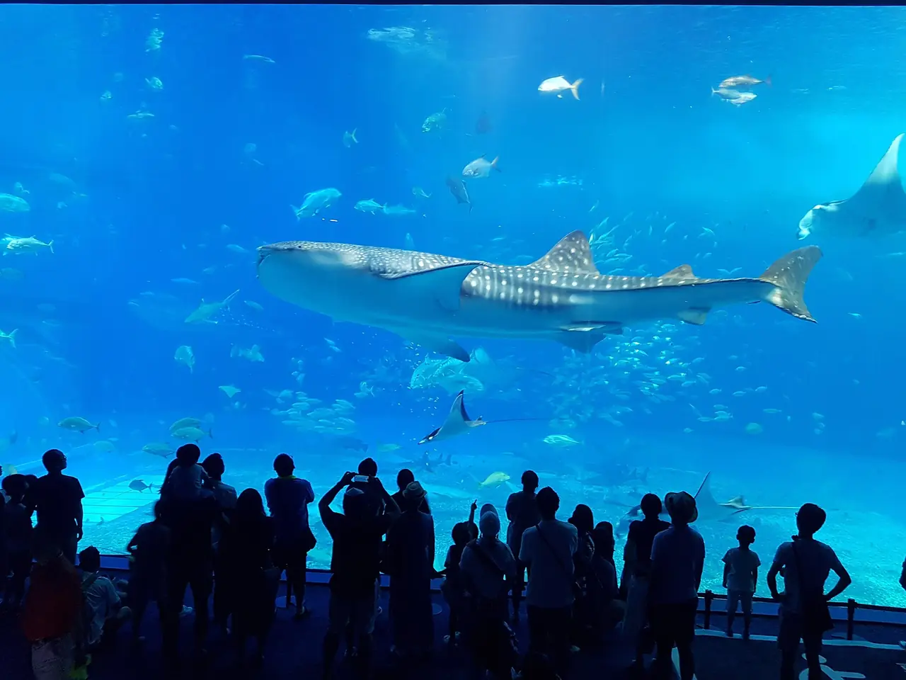 ฉลามวาฬในตู้ใหญ่ ภาพที่ผู้เขียนระบุว่าถ่ายที่อควาเรียมชุราอุมิ