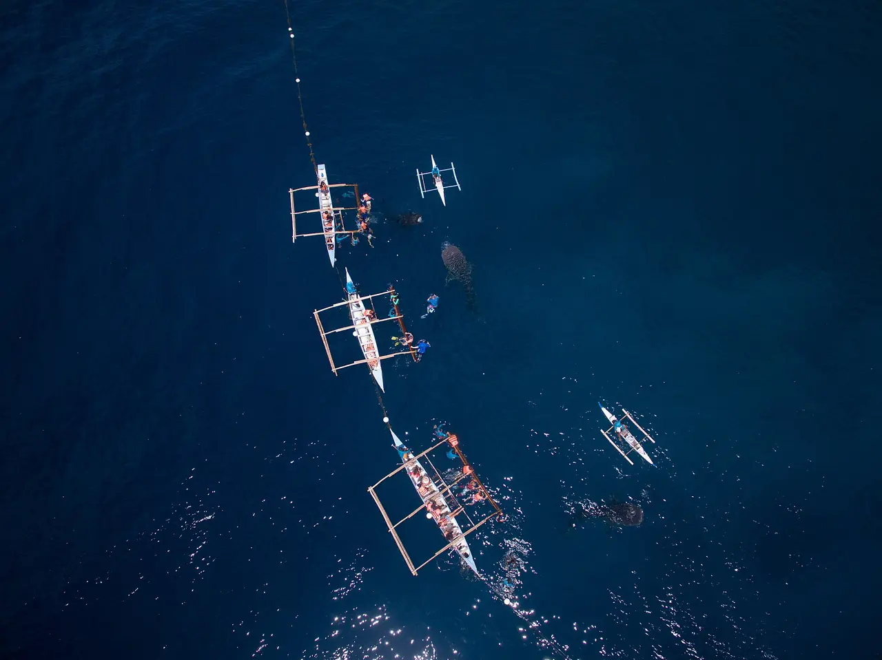 ภาพมุมสูงเรือเล็กที่รอดูปลาฉลามวาฬนอกชายฝั่งโอสโลบ เซบู