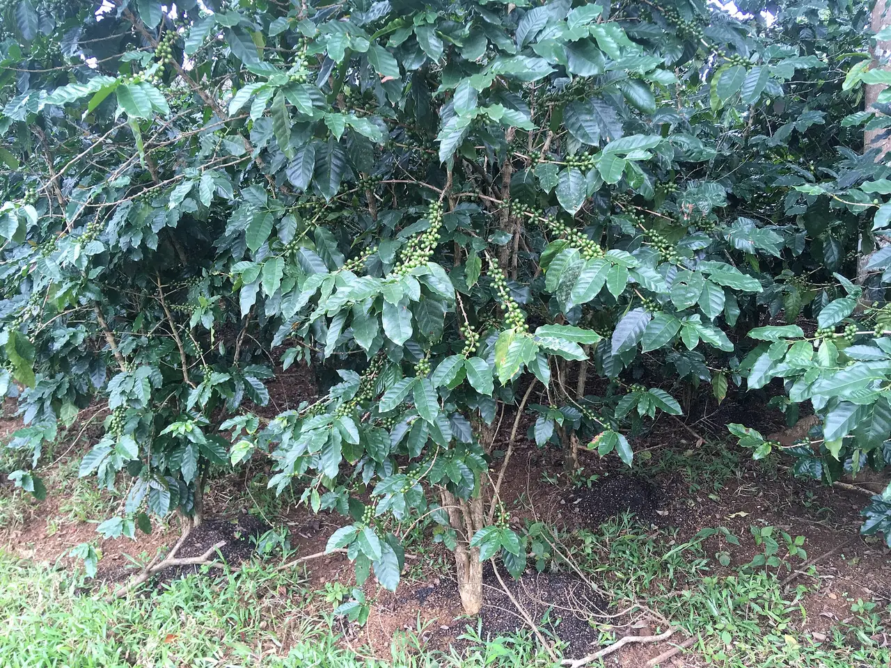 ไร่กาแฟบนที่ราบสูงโบลาเวน (ภาพบรรยากาศ)