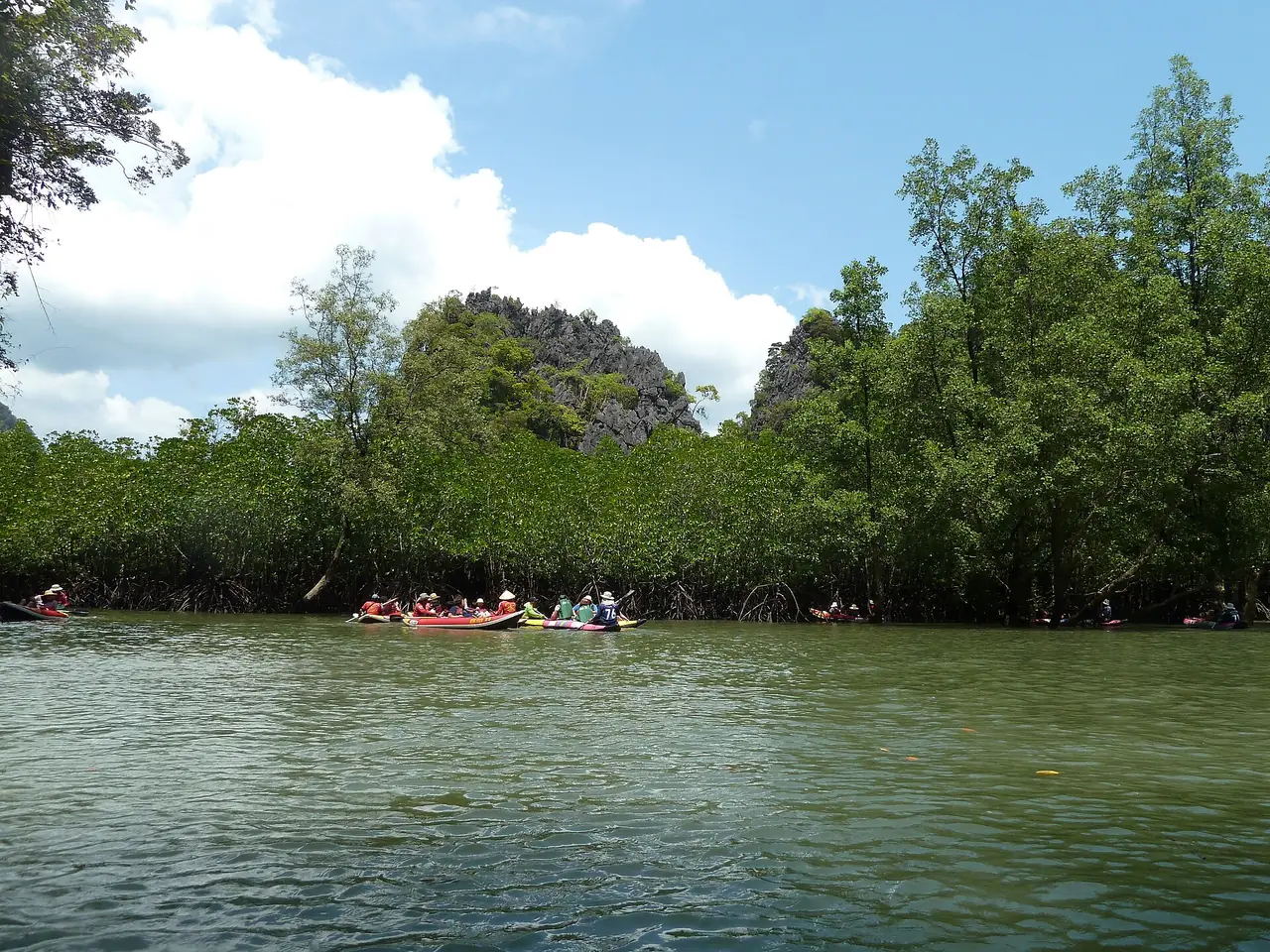 นักพายเรือคายัคผ่านป่าชายเลนและเขาหินปูนในอุทยานแห่งชาติอ่าวพังงา