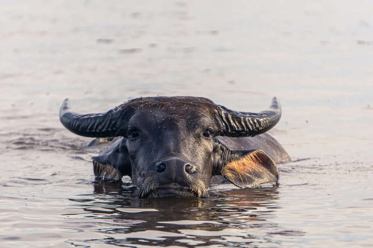 ควายน้ำว่ายหากินในทะเลน้อย ภาพของ LidaHomas จาก Wikimedia Commons ใบอนุญาต CC BY-SA 4.0