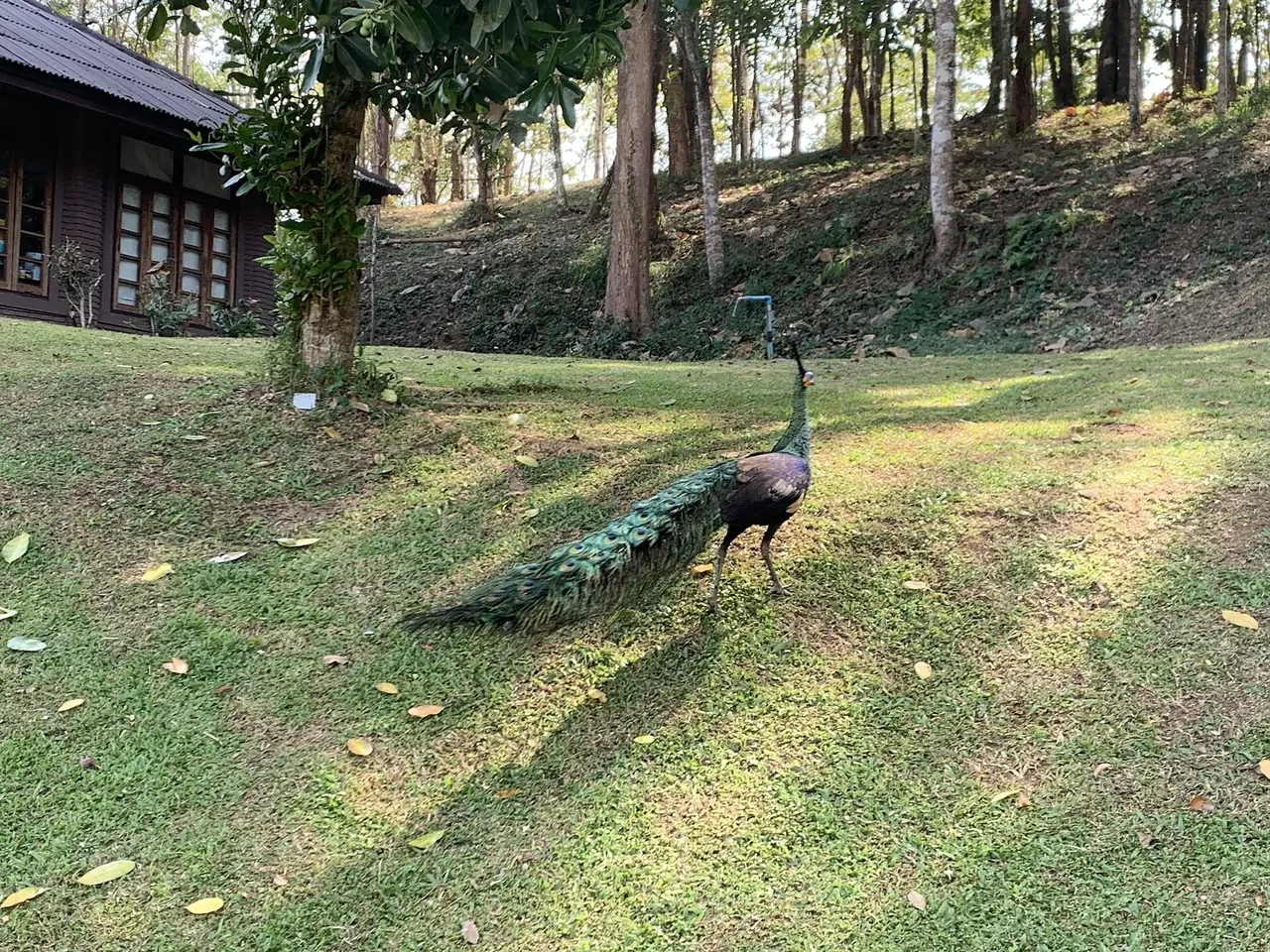 อุทยานแห่งชาติดอยภูนาง ภาพของ Chainwit. จาก Wikimedia Commons ใบอนุญาต CC BY-SA 4.0 ถ่ายเดือนธันวาคม 2564 คำบรรยายบน Commons ระบุเพียงชื่ออุทยาน ไม่ระบุจุดถ่าย