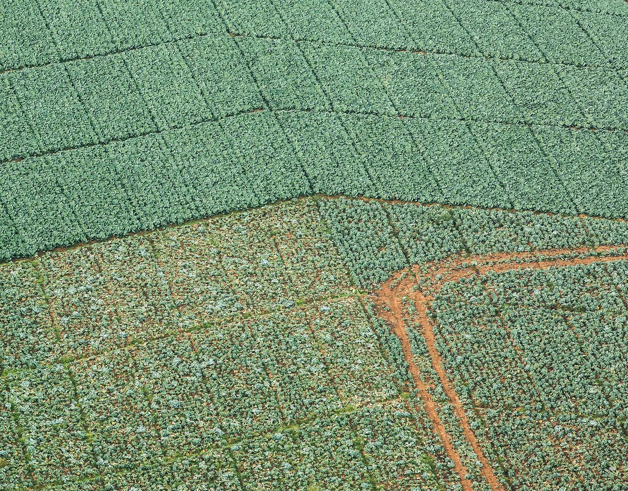 Cabbage fields on the slopes of Phu Thap Boek seen from above