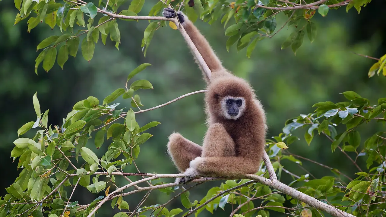 A white-handed gibbon in a tree in Kaeng Krachan National Park