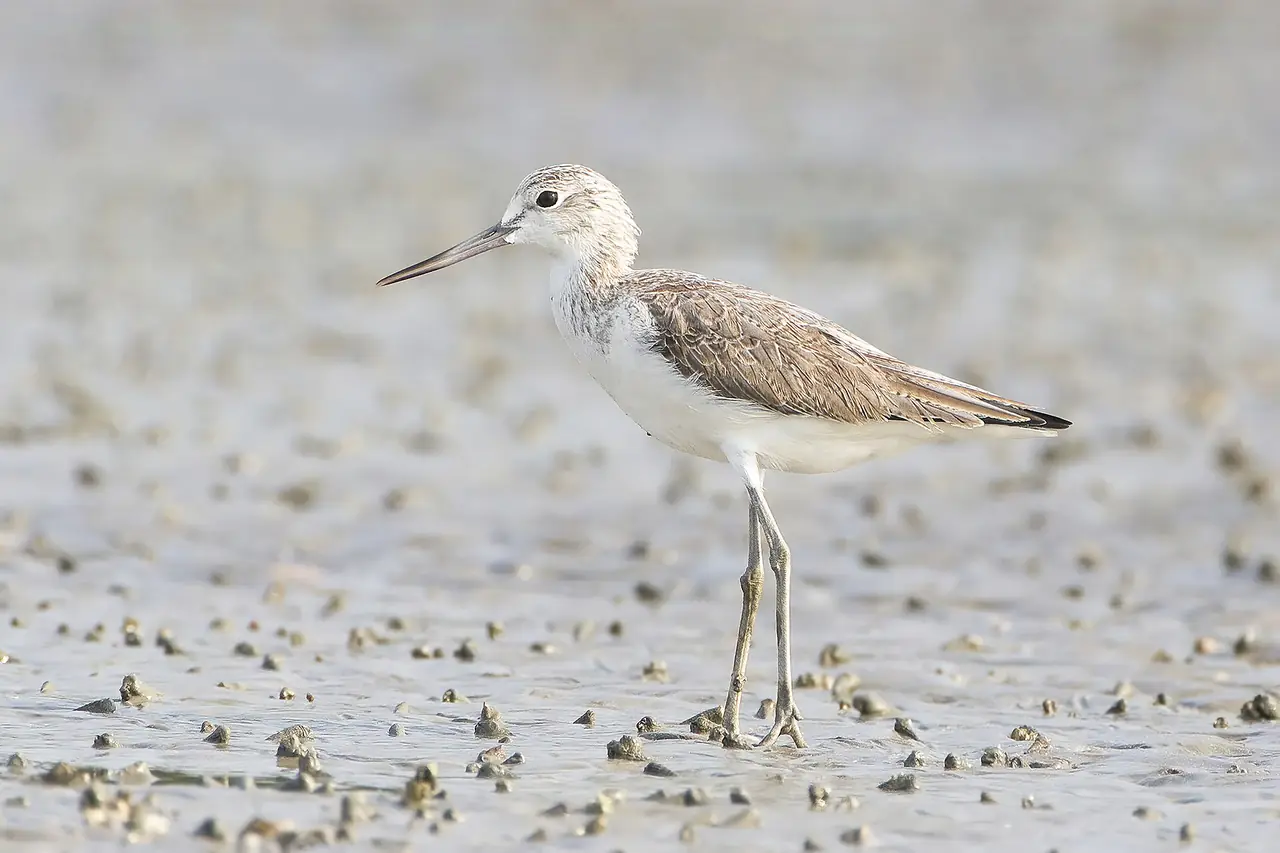 A common greenshank wading on the mudflats at Laem Phak Bia