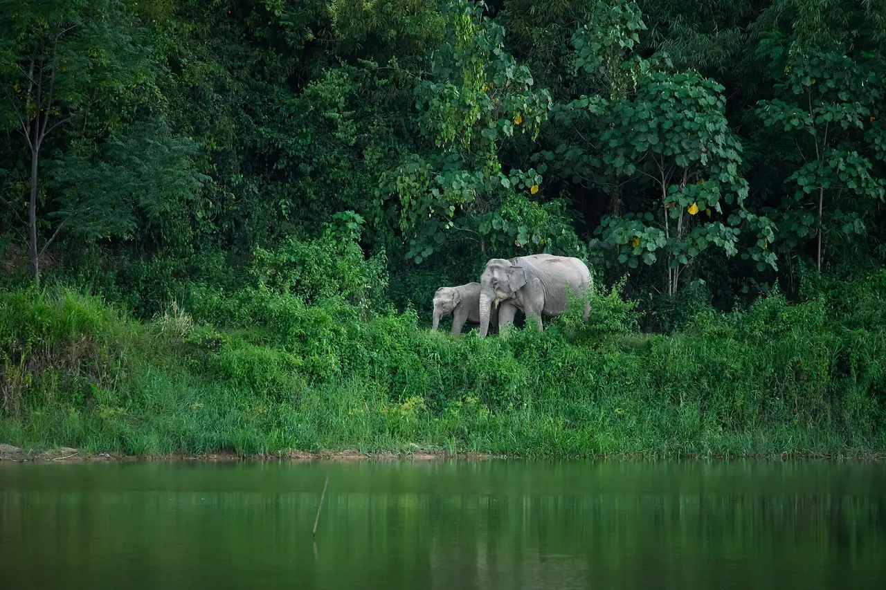 ช้างเอเชียในอุทยานแห่งชาติแก่งกระจาน ภาพถ่ายจาก Wikimedia Commons (Rushen, CC BY-SA 2.0) ภาพสัตว์ป่า ไม่ได้ถ่ายในจุดท่องเที่ยวที่กล่าวถึง