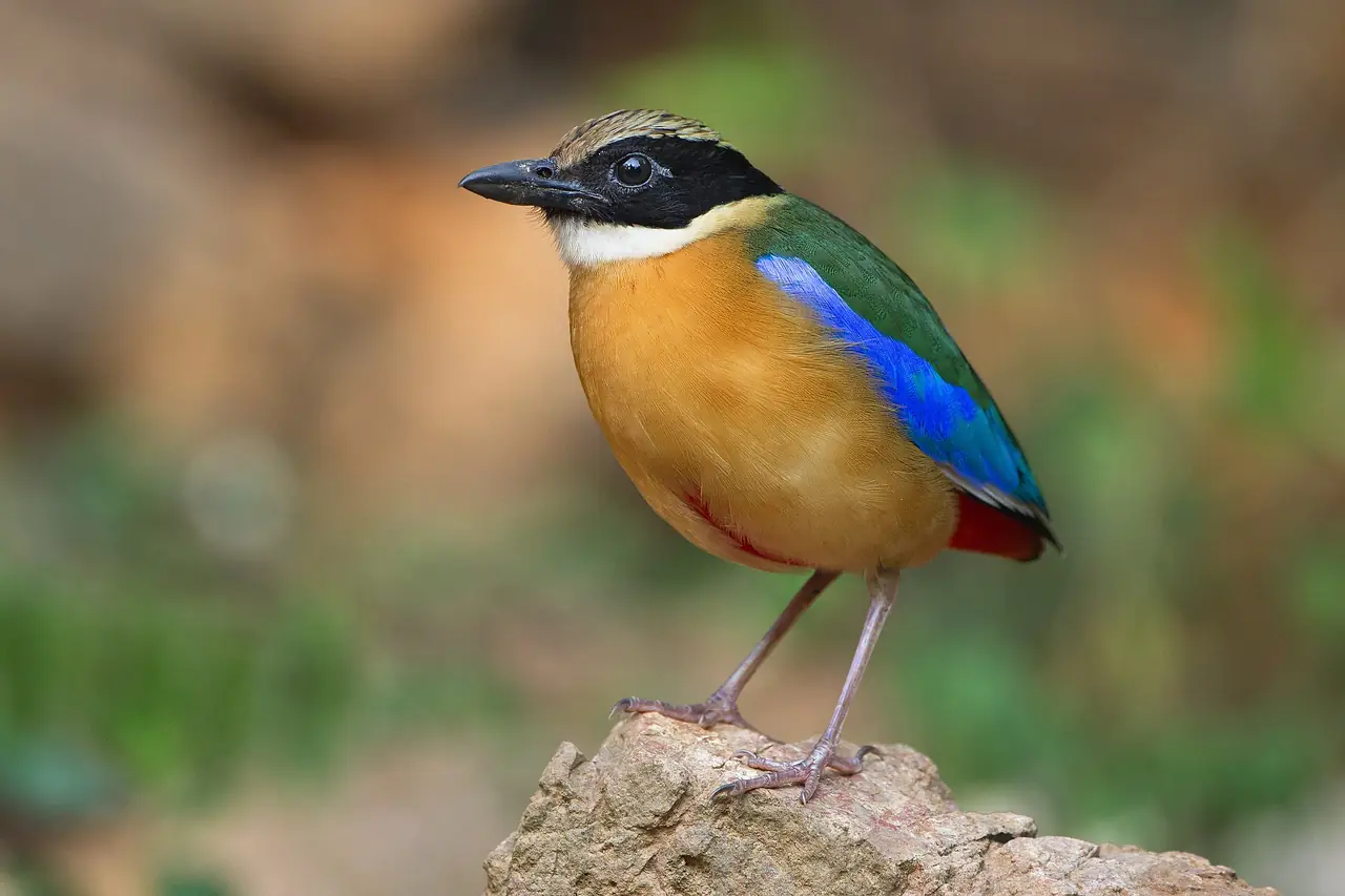 นกแต้วแล้วธรรมดา Pitta moluccensis ที่แก่งกระจาน ภาพถ่ายจาก Wikimedia Commons (JJ Harrison, CC BY-SA 3.0) ภาพสัตว์ป่าประกอบ