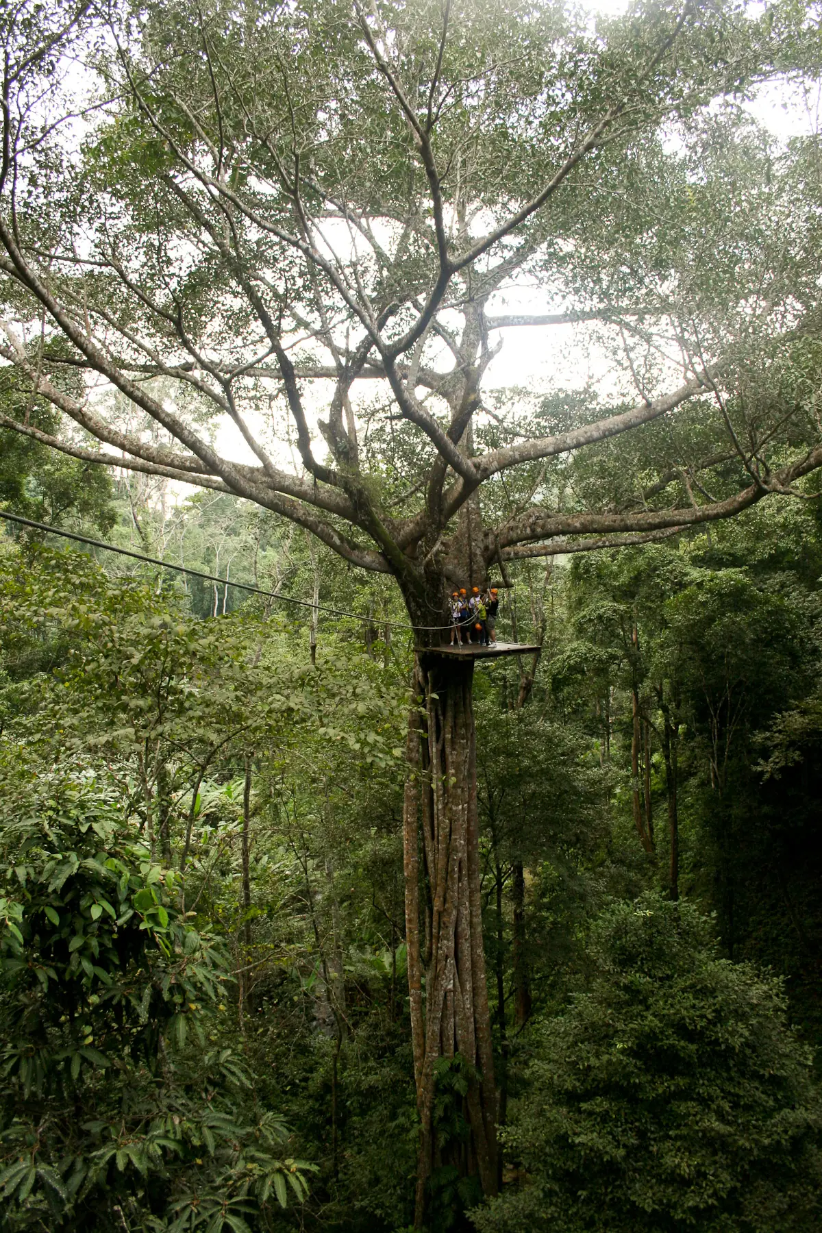 A zipline platform in a tall forest tree at Flight of the Gibbon near Chiang Mai, Thailand: an example of what a forest zipline looks like, not a photo of Flying Hanuman