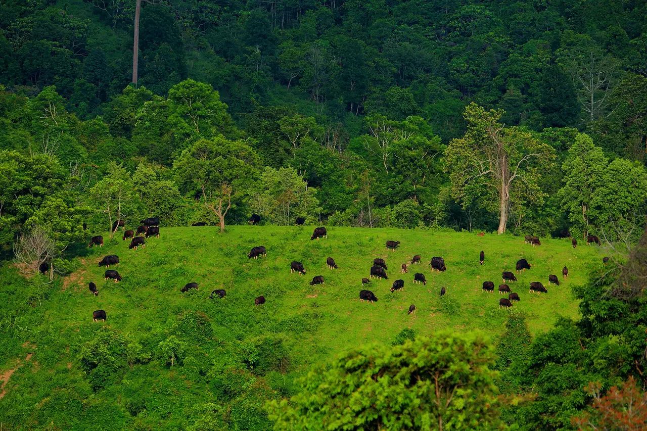 ฝูงกระทิงป่า อุทยานแห่งชาติทับลาน ภาพของ Yakuzakorat จาก Wikimedia Commons ใบอนุญาต CC BY-SA 4.0
