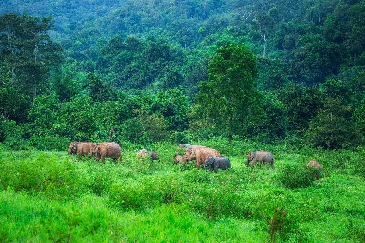 ครอบครัวช้างป่าหากินในทุ่งหญ้าของอุทยานแห่งชาติกุยบุรี ภาพของ S.Tanongsak จาก Wikimedia Commons