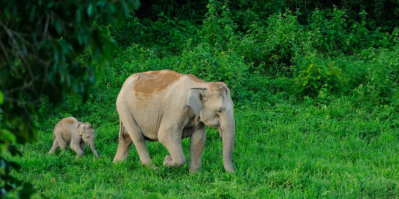 แม่ช้างกับลูกช้างในอุทยานแห่งชาติกุยบุรี ภาพของ tontantravel จาก Wikimedia Commons