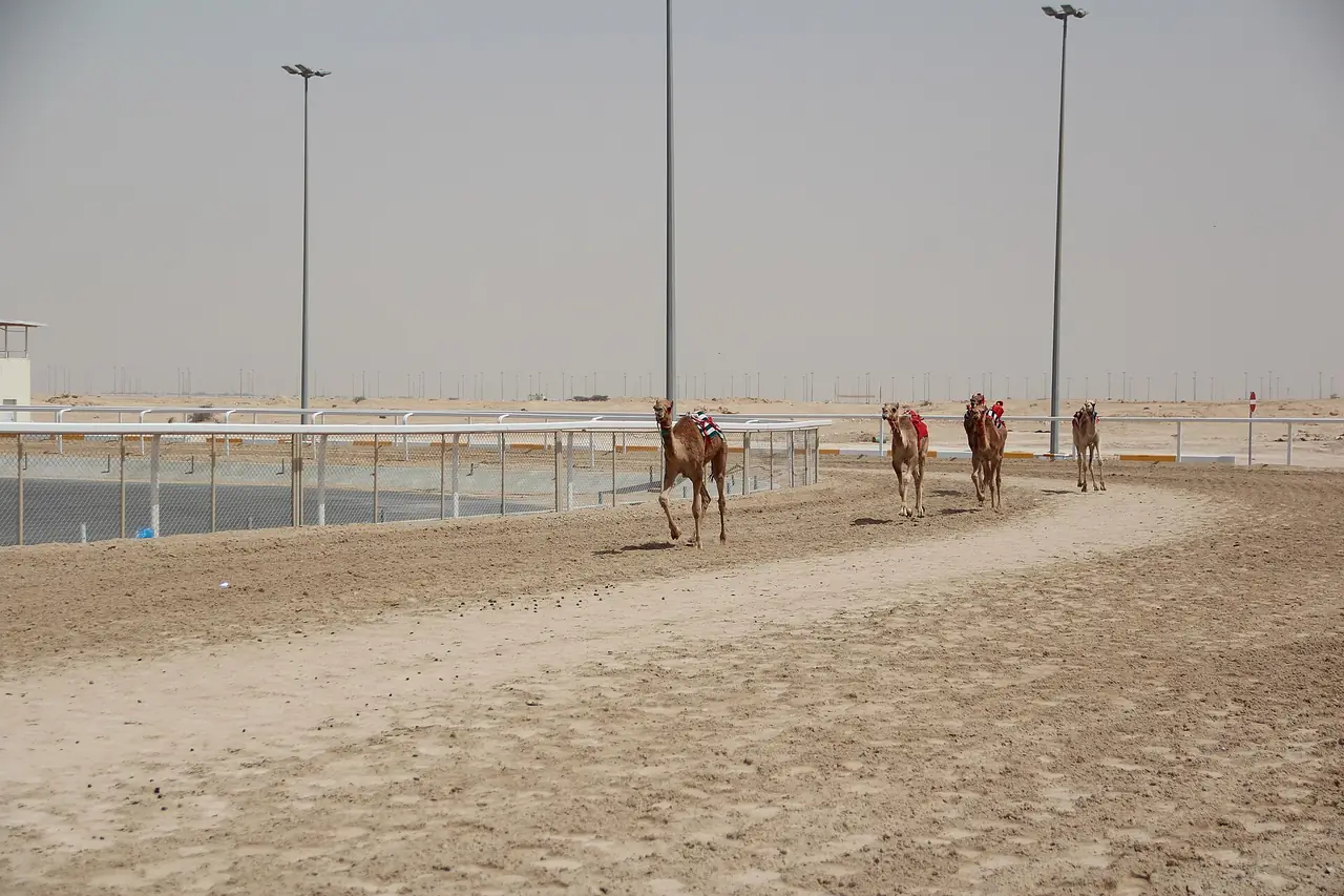 อูฐวิ่งบนลู่สนามแข่ง Al Shahaniya ภาพจาก Wikimedia Commons ผู้ถ่าย Lawrence Wang สัญญา CC BY-SA 2.0