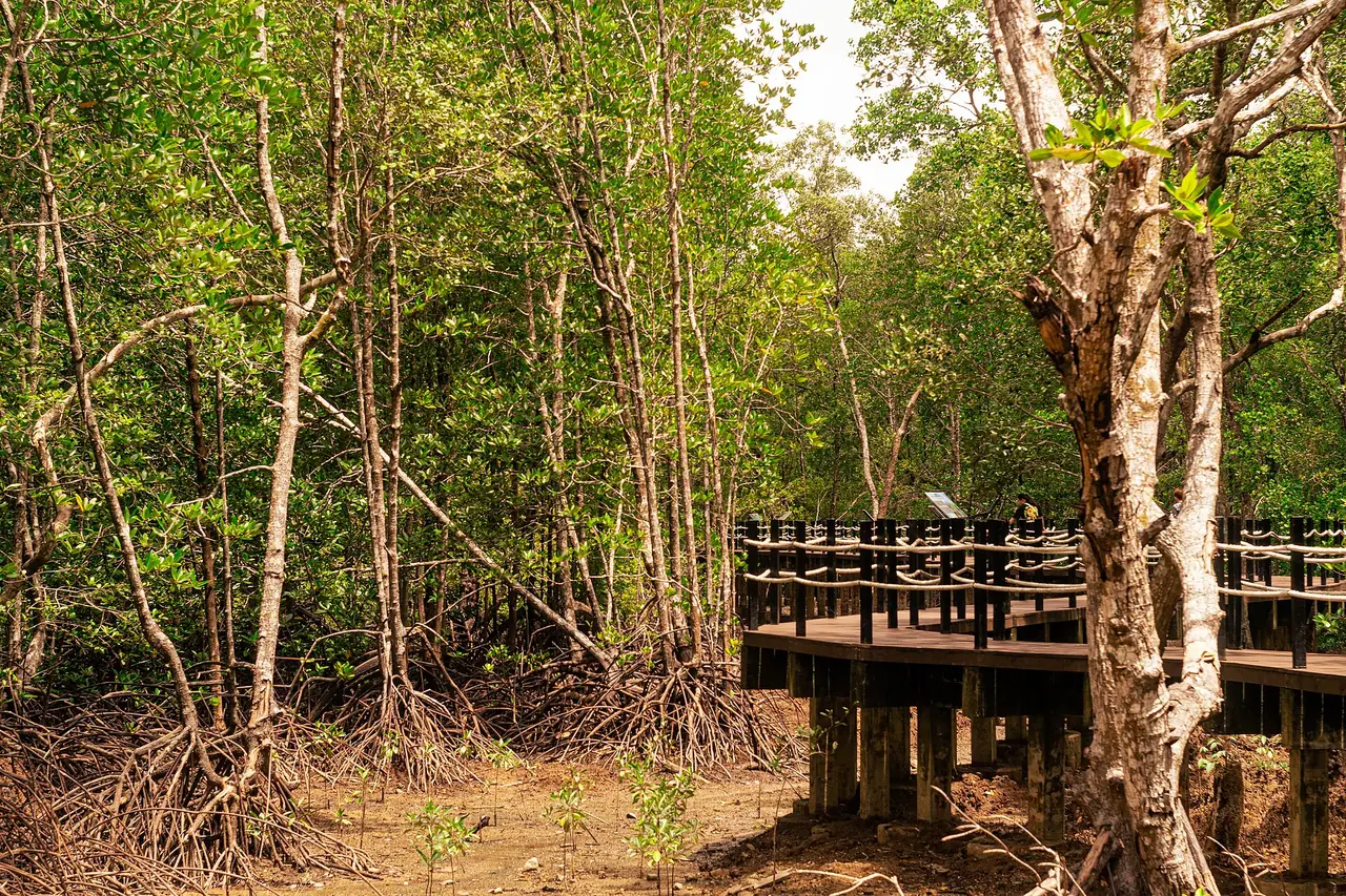 ทางเดินไม้ในป่าชายเลน ภาพของ Pandystudio จาก Wikimedia Commons ใบอนุญาต CC BY-SA 4.0 ชื่อไฟล์ว่า Walking through the heart of Ranong ไม่ระบุว่าอยู่ในอุทยานหมู่เกาะระนองหรือที่อื่นในจังหวัด