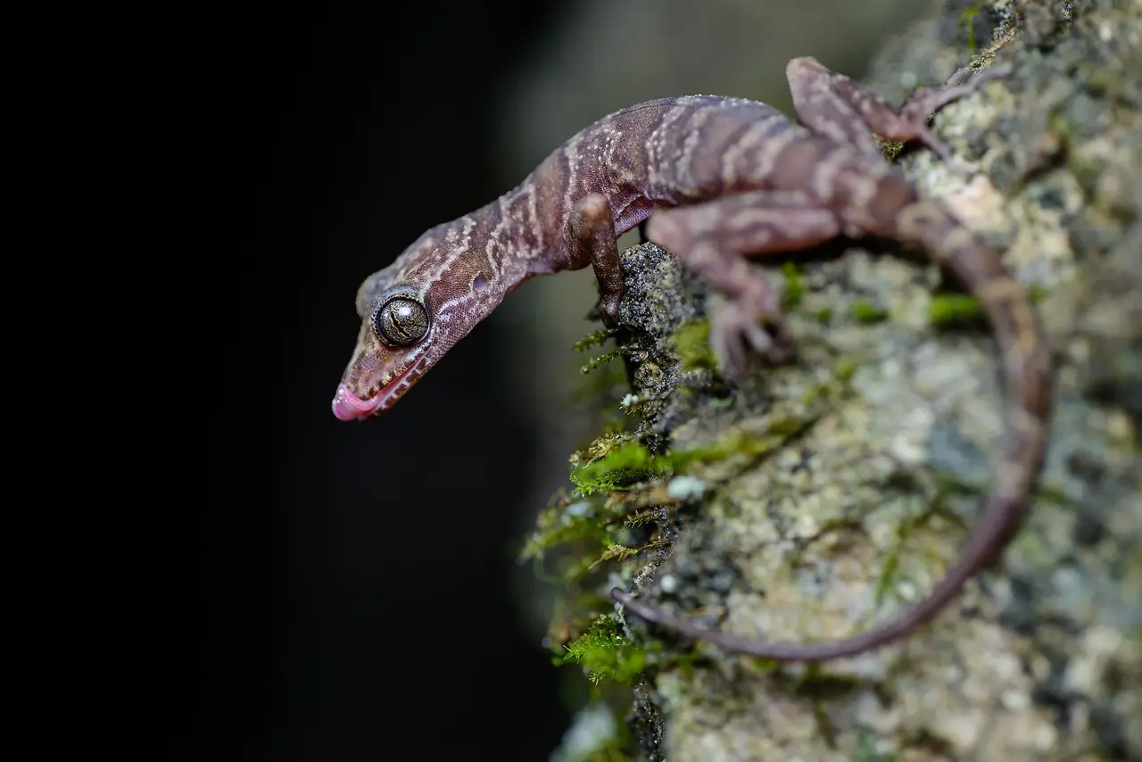 ตุ๊กแกชนิดหนึ่งที่ถ่ายในถ้ำเขาวง ภาพถ่ายจาก Wikimedia Commons