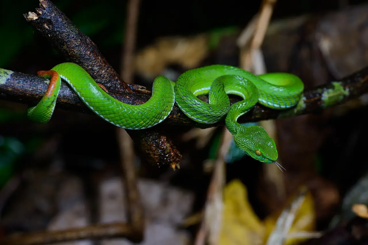 งูพิษเขียวชนิดหนึ่ง (Trimeresurus cardamomensis) ที่ถ่ายในอุทยาน ภาพถ่ายจาก Wikimedia Commons