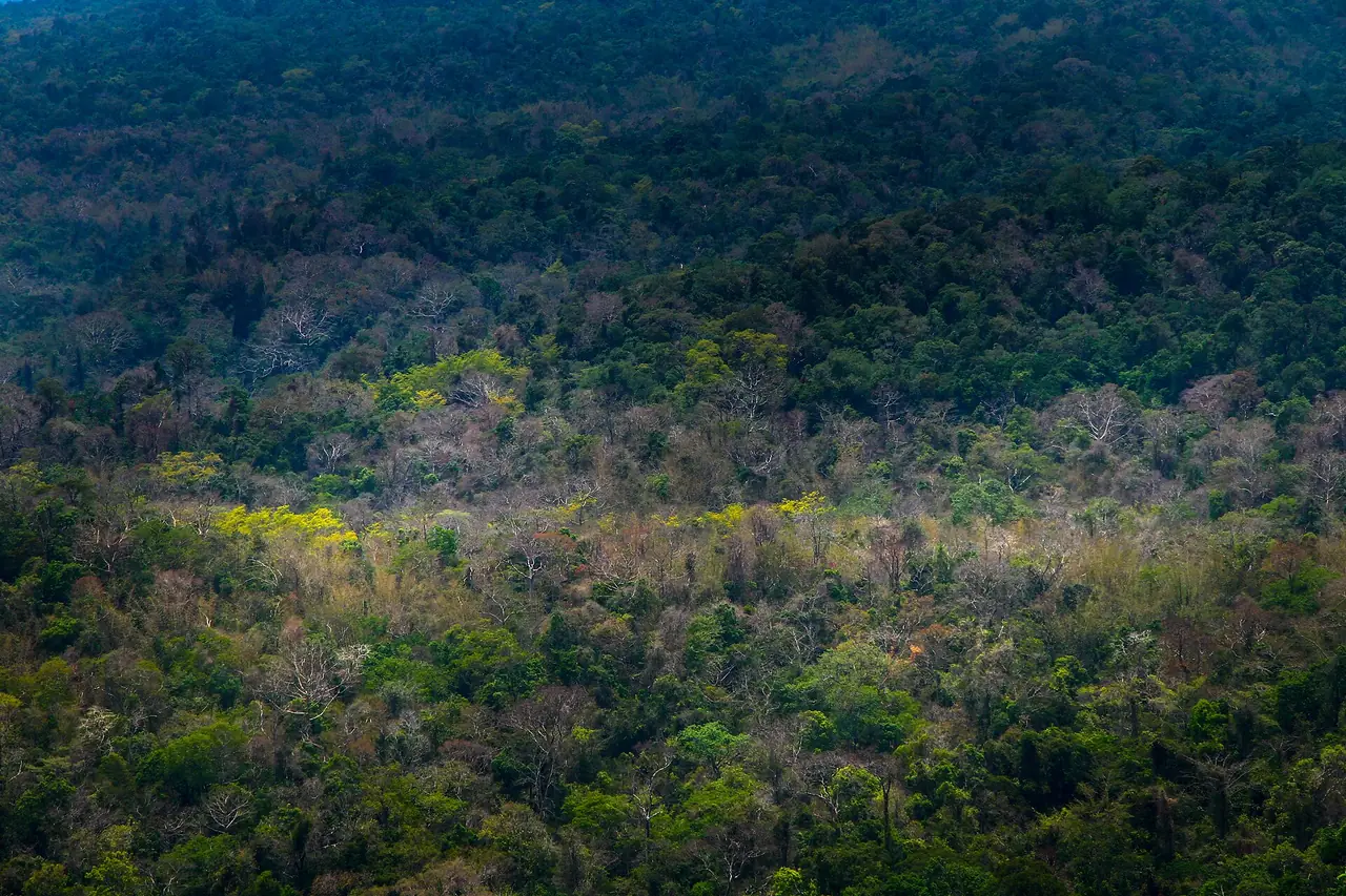 ป่าบนเนินเขาในอุทยานแห่งชาติปางสีดา จังหวัดสระแก้ว